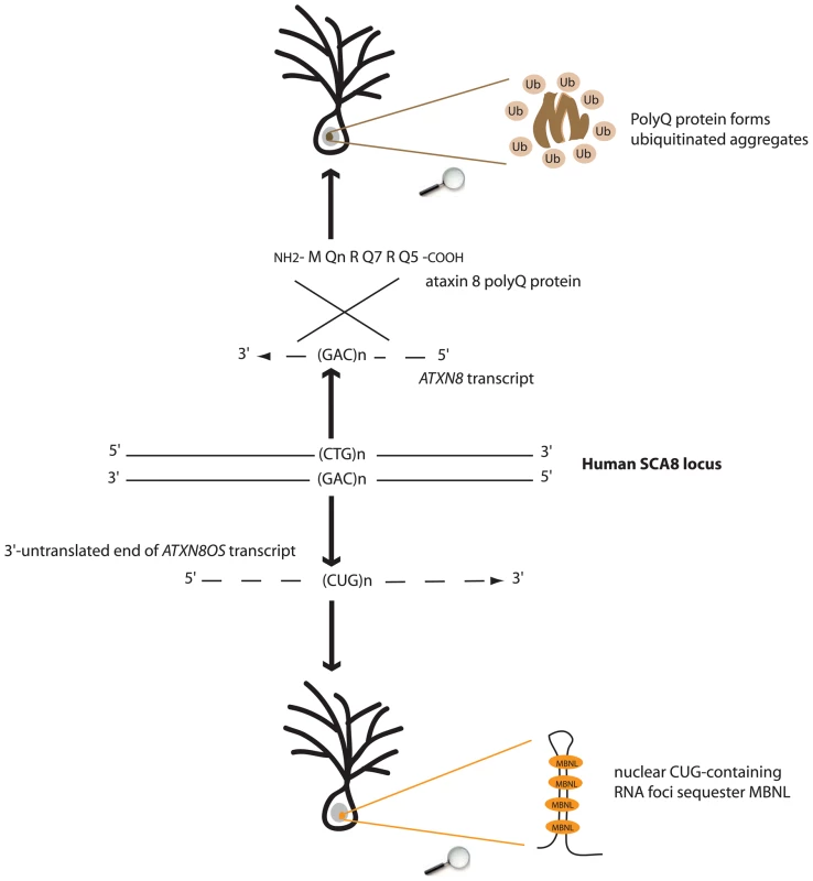 Both toxic-protein (polyQ) and toxic-RNA gain-of-functions might underlie SCA8 pathogenesis.
