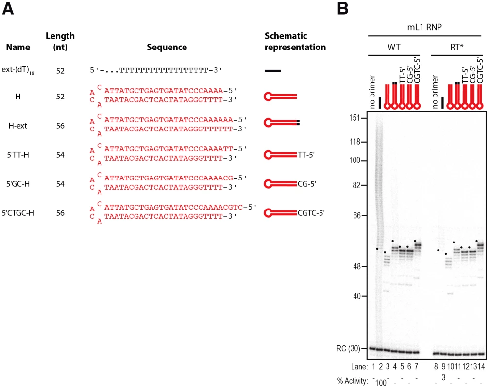 Double-stranded primers with blunt or 3′-recessed are not efficiently extended by mL1 RNPs.