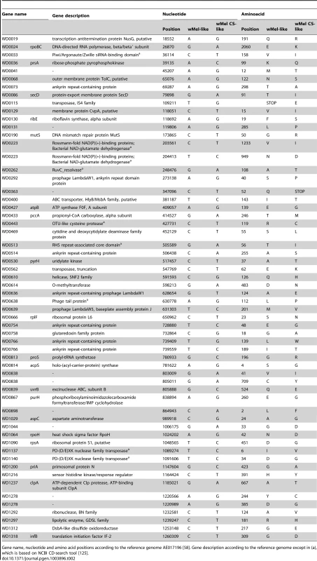 Non-synonymous SNPs between wMel-like and wMelCS-like <i>Wolbachia</i> variants.