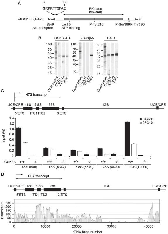 GSK3β distributes through the entire rDNA transcription unit, occupying the rRNA gene promoter and transcribed sequences.