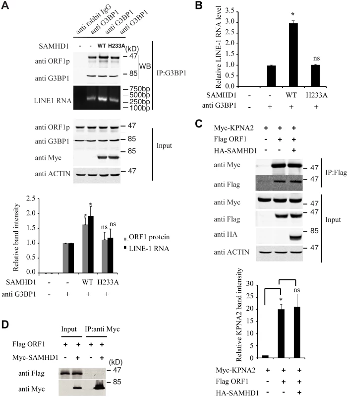 SAMHD1 increases LINE-1 RNP sequestration in stress granules.