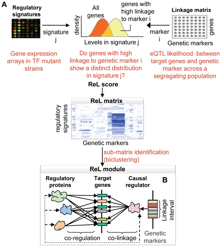 Overview of the ReL analysis procedure.