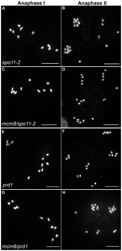 Epistasis tests between <i>Atmcm8</i> and two mutants affected in DSB formation.