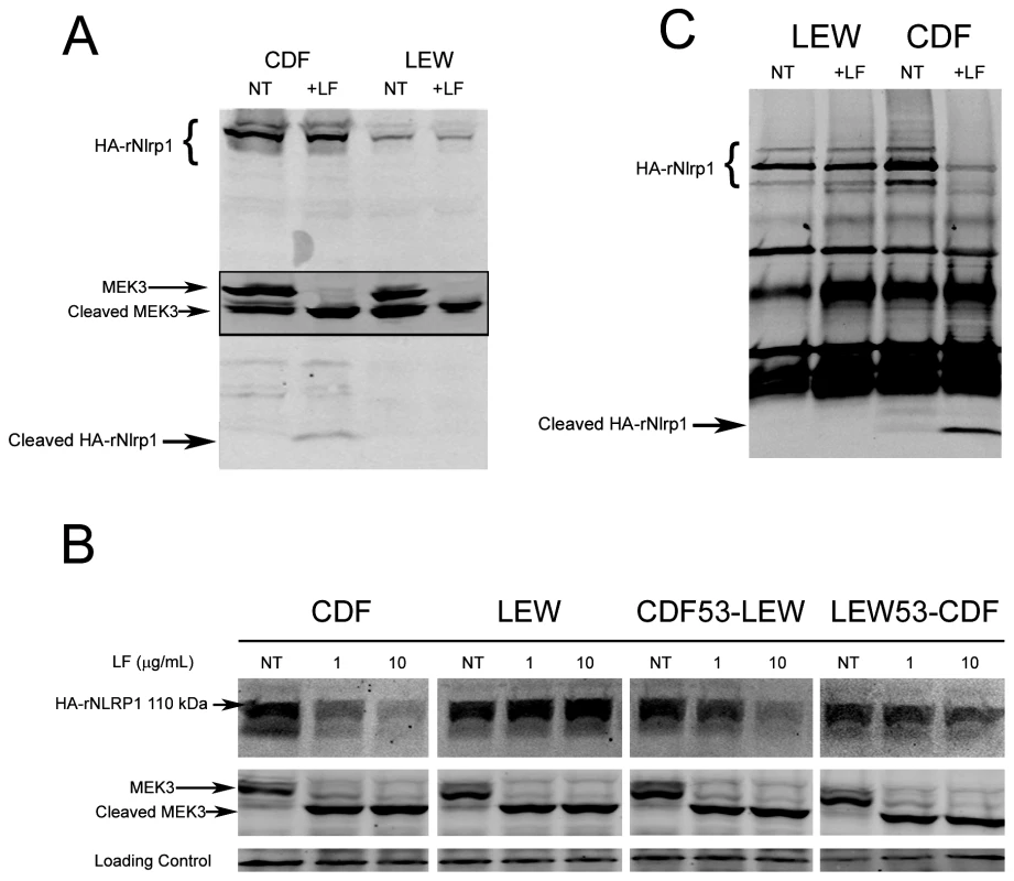 Cleavage of full length rNlrp1 by LF.