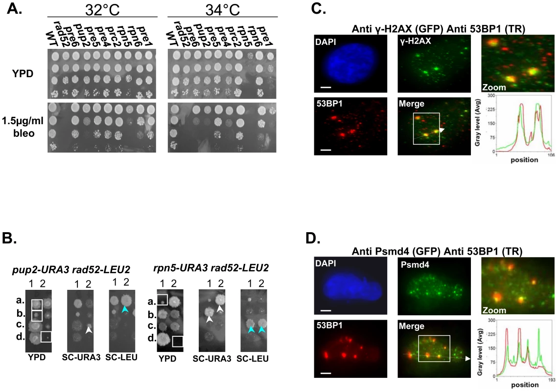 Mutated proteasome subunits affect the repair of DNA DSBs.