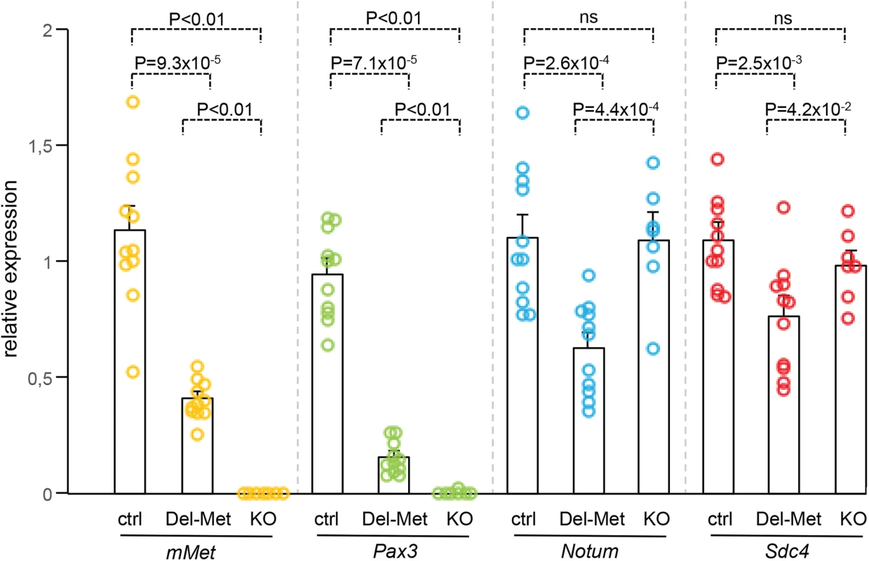 Ectopic Met in limb mesenchyme down-regulates the expression levels of <i>Notum</i> and <i>Syndecan4</i>.