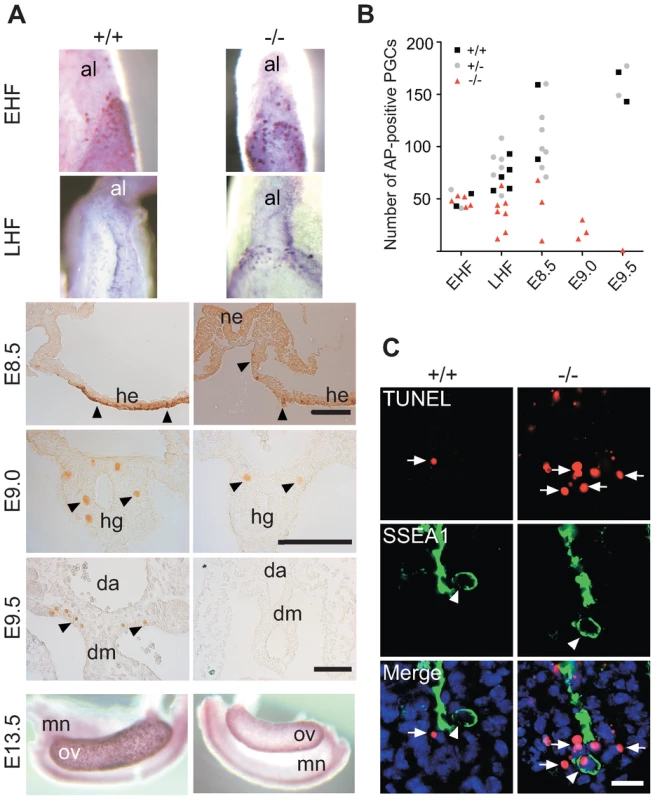 Loss and apoptosis of PGCs early after specification.