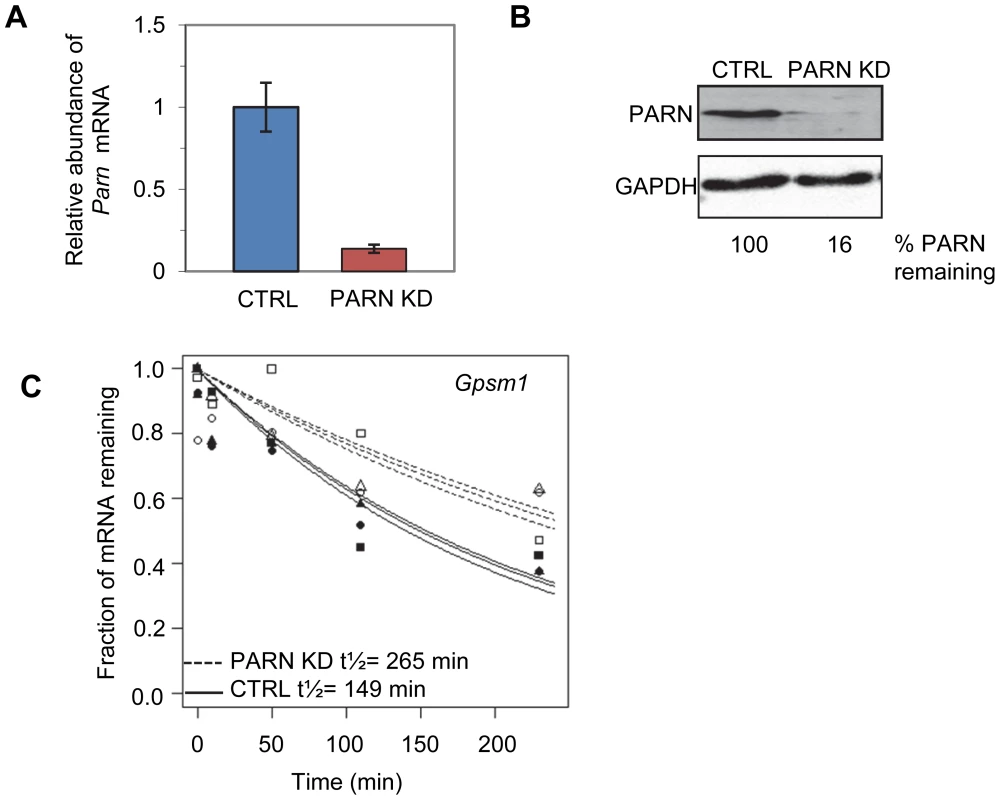 Determination of global mRNA decay rates in PARN knockdown cells.