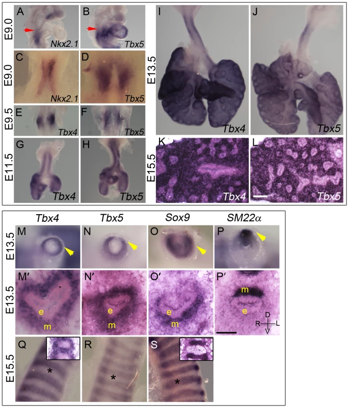 Expression of <i>Tbx4</i> and <i>Tbx5</i> in the developing lung and trachea.
