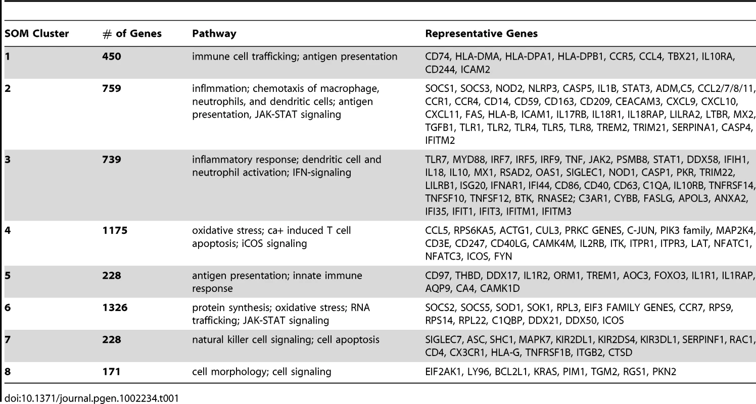Canonical pathways and representative genes enriched in individual SOM clusters.