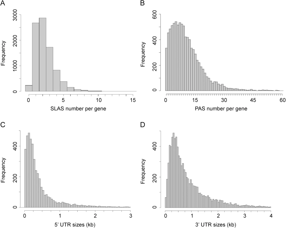 Distribution of SLAS, PAS and UTR lengths.
