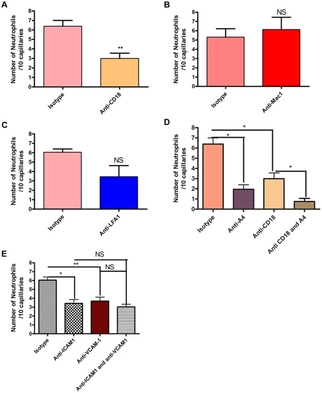 The effect of blocking integrins and their ligands.