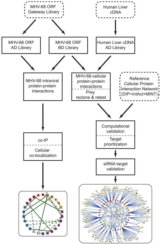 Overview of the generation and validation of the MHV-68 intra-viral and virus-cellular protein-protein interaction networks.