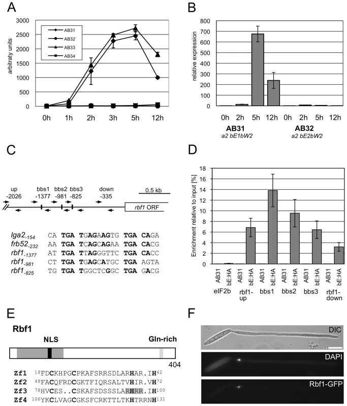 Structure and expression of Rbf1.