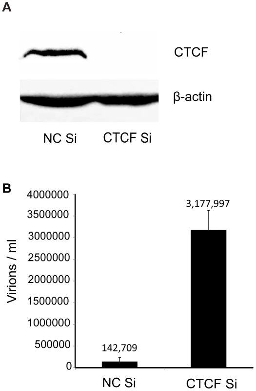 Effect of CTCF depletion on KSHV virion production.
