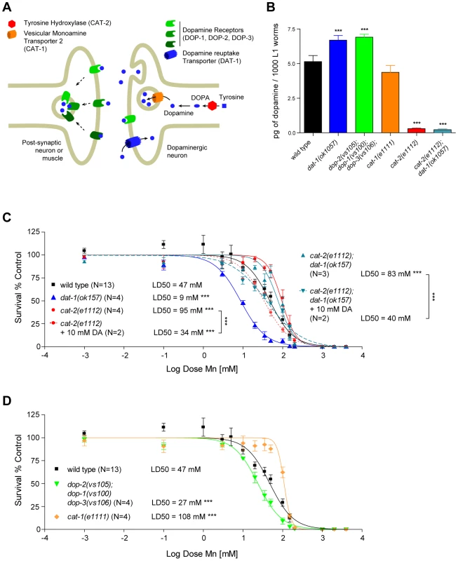 Increased extracellular, but not intracellular, dopamine levels confer hypersensitivity to Mn toxicity while decreased levels are protective.
