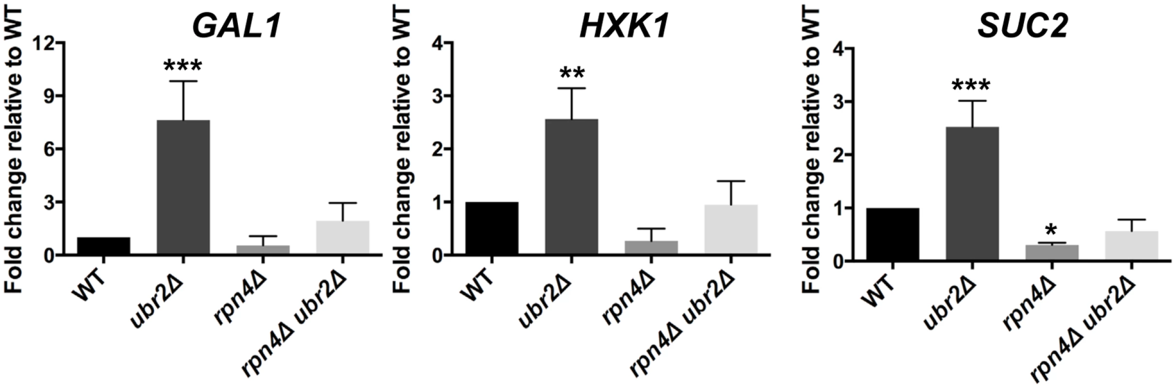 Cells with increased proteasome abundance exhibit features indicative of prematurely activated Snf1/AMP kinase signaling.