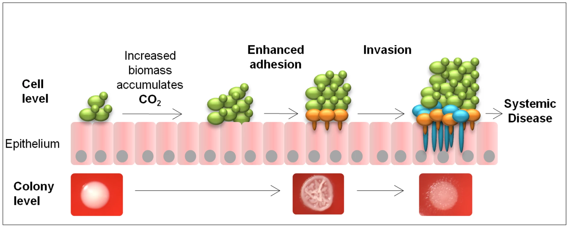 Model for metabolic CO<sub>2</sub> signalling in fungal pathogenicity.
