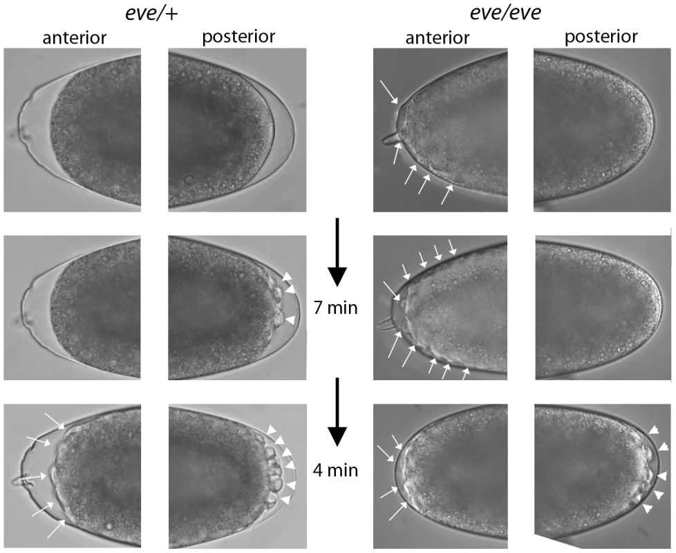Phenotype of <i>even-skipped</i> pre-blastoderm embryos.