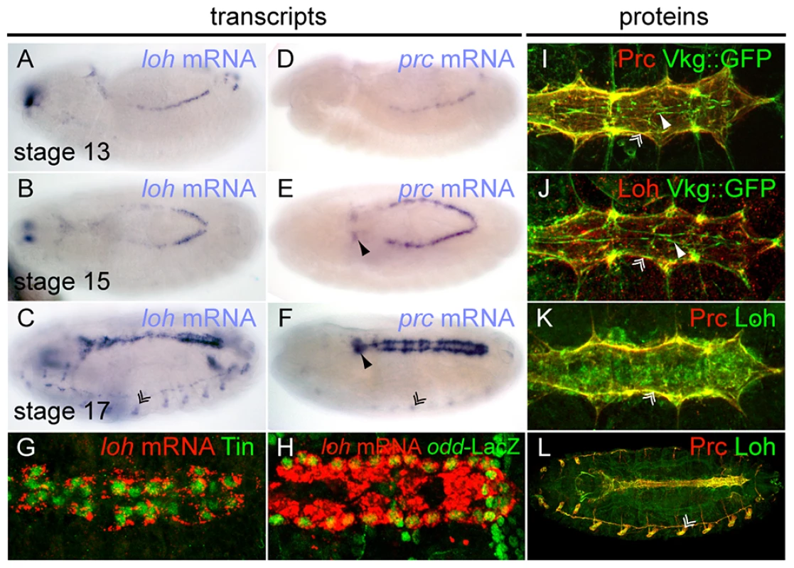 Embryonic expression and localization of Loh and Prc.