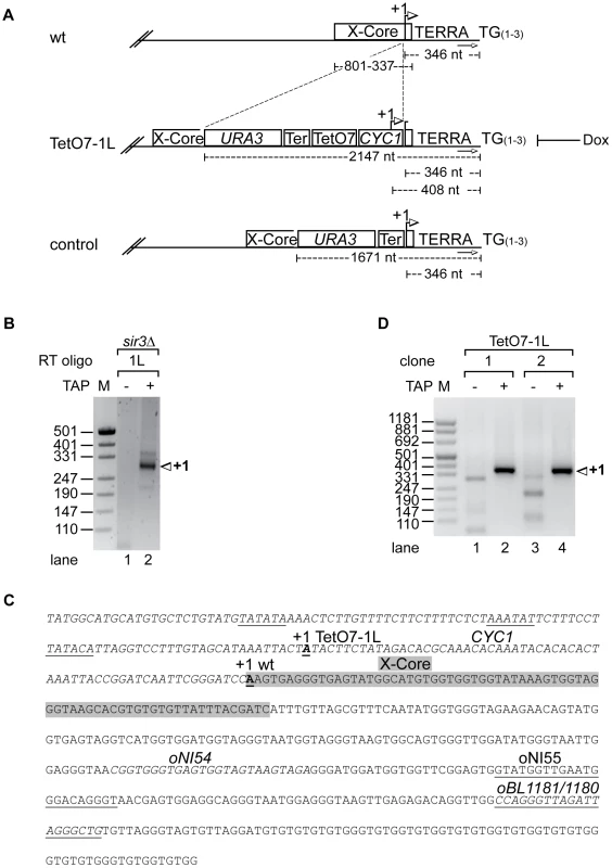 Development of an inducible 1L TERRA expression system.