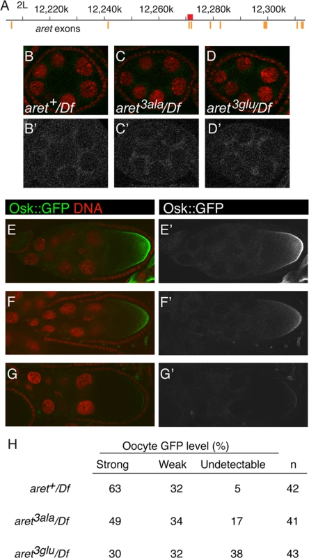 Translational repression and activation in <i>aret</i> mutants.