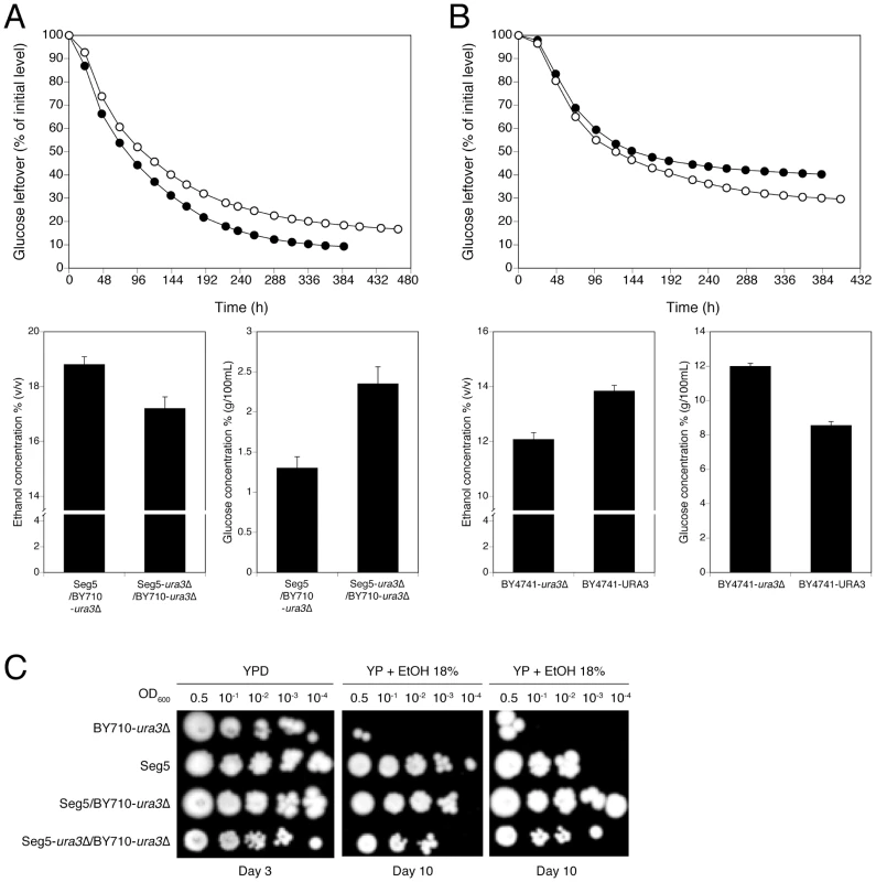Loss of function assessment and complementation assay with the causative gene <i>URA3</i> in QTL3.