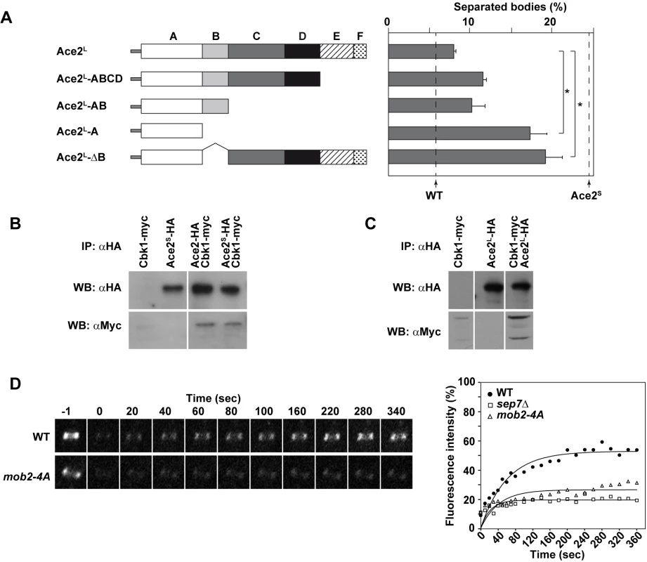 Analysis of Ace2 regions required to inhibit cell separation in hyphae.