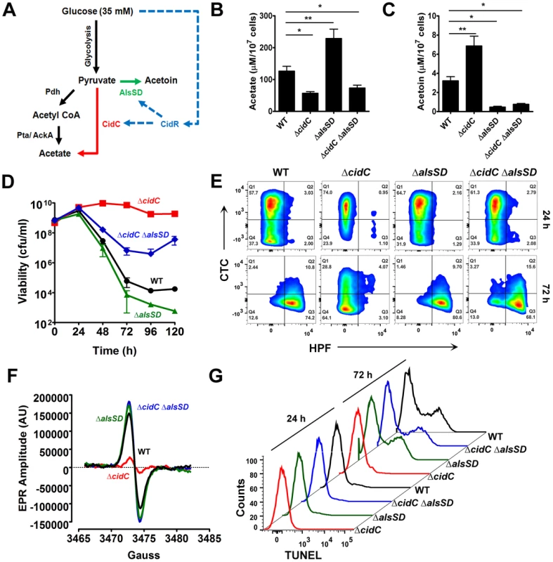 CidC and AlsSD carbon overflow pathways modulate cell death.