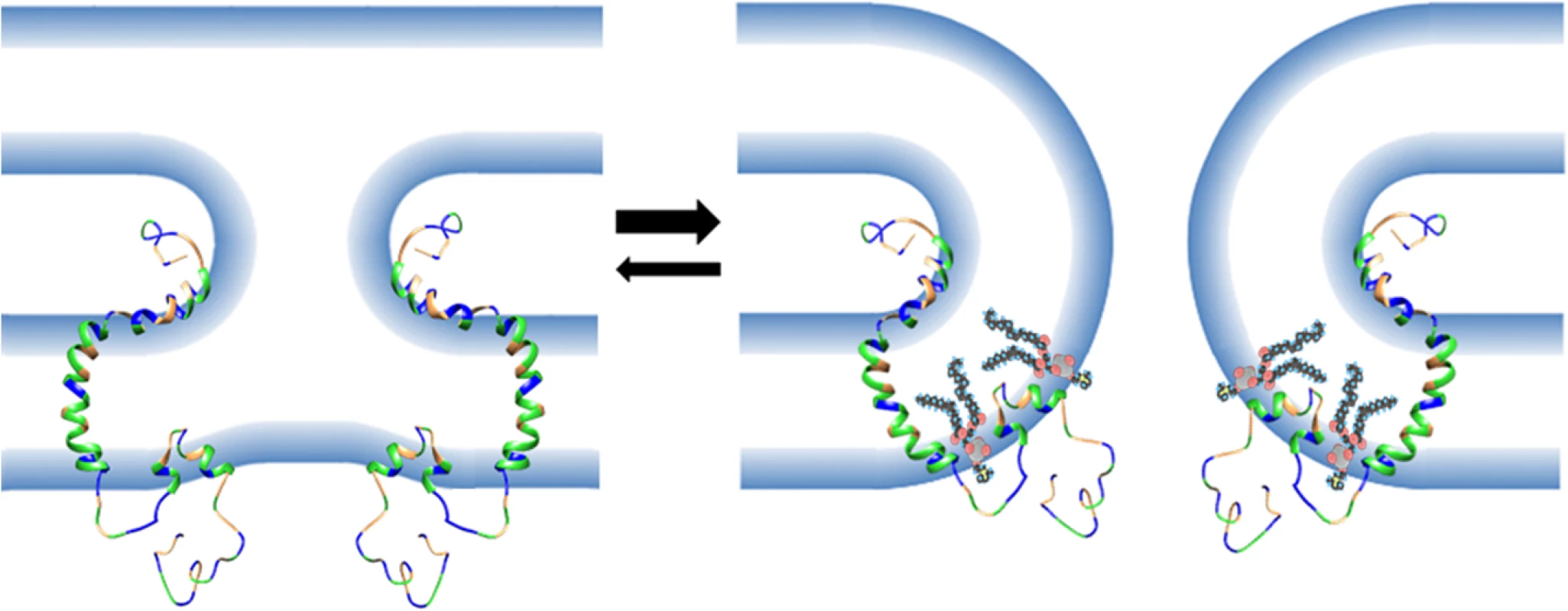 Model of the role of the FLiPS motif in membrane fusion.