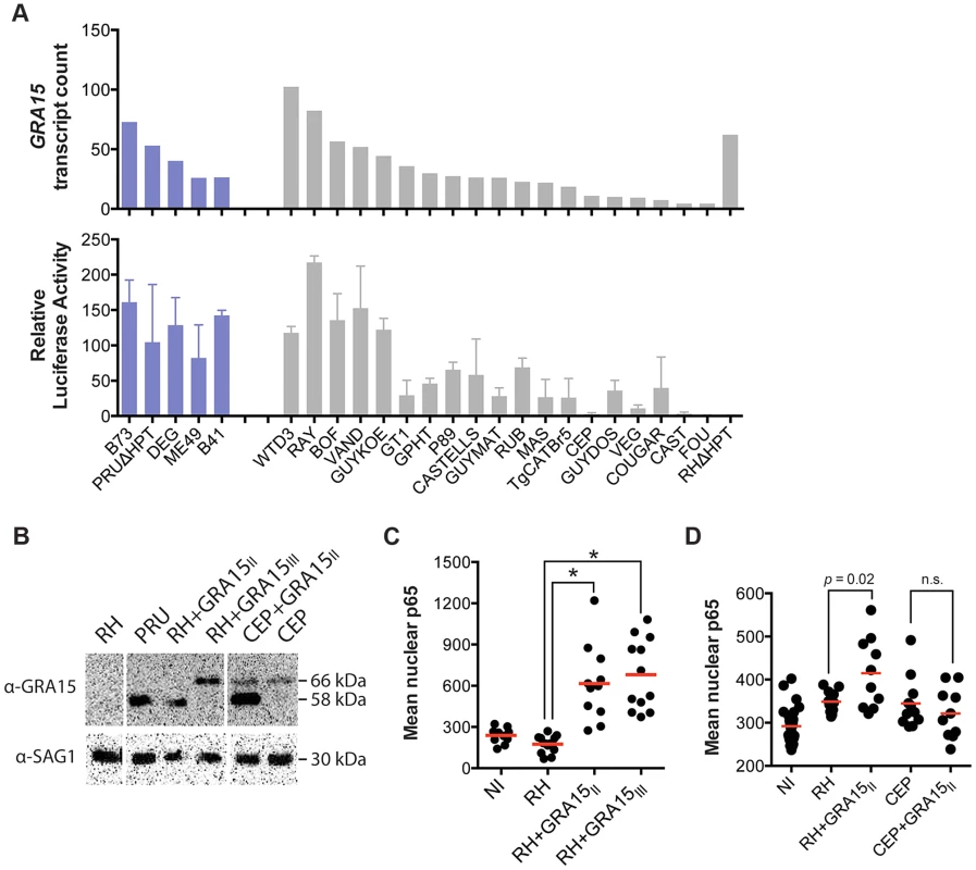 <i>Toxoplasma</i> NFκB activation depends on both the expression levels and specific allele of dense granule protein GRA15.