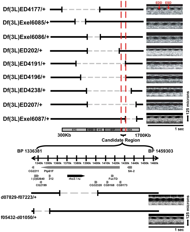 Schematic representation of the candidate region of chromosome 3L.