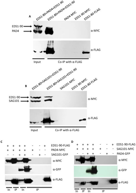 EDS1-80 shows higher affinity for PAD4 and SAG101 in comparison to EDS1-90.
