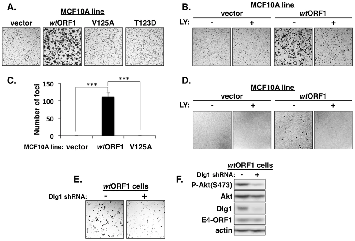 E4-ORF1 induces PBM-, PI3K-, and Dlg1-dependent cellular transformation.