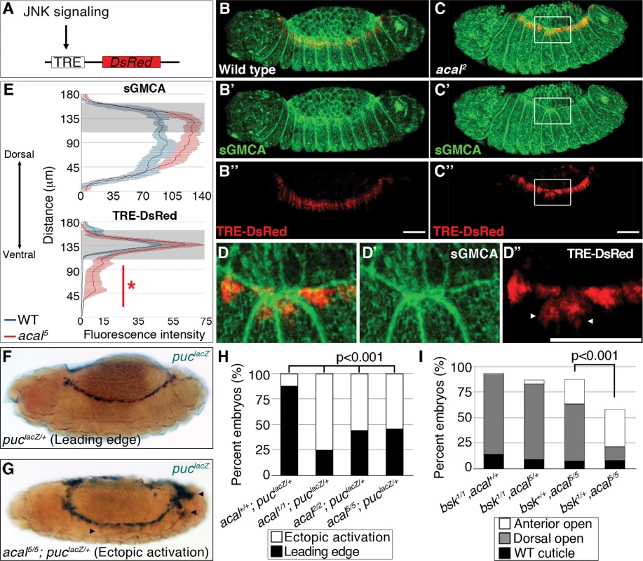 Ectopic JNK signaling activation in <i>acal</i> mutants.