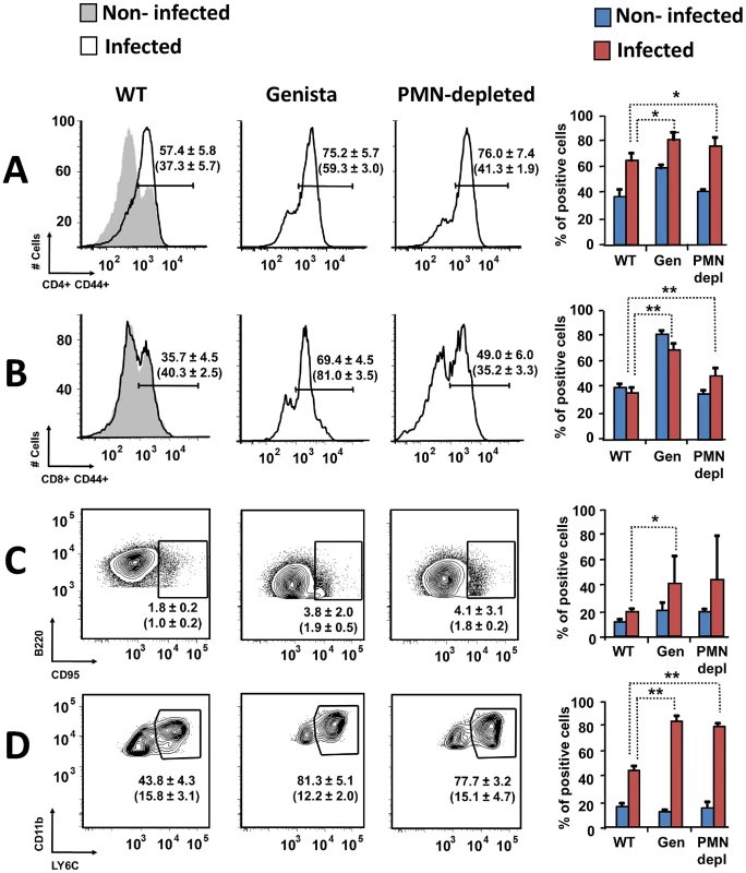 Activation of T and B lymphocytes and recruitment of monocytes in WT and neutropenic mice (Genista and PMN-depleted) at 8 days post-infection.