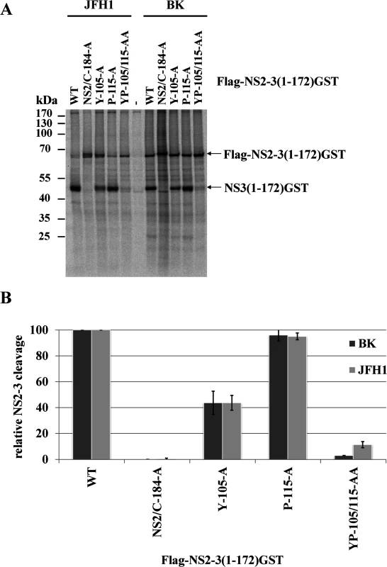 Mutational analysis of the NS3-mediated NS2 protease stimulation demonstrates that this process is conserved among different HCV genotypes.