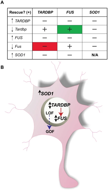 Summary of multigenic interactions and a hypothetical ALS molecular network.