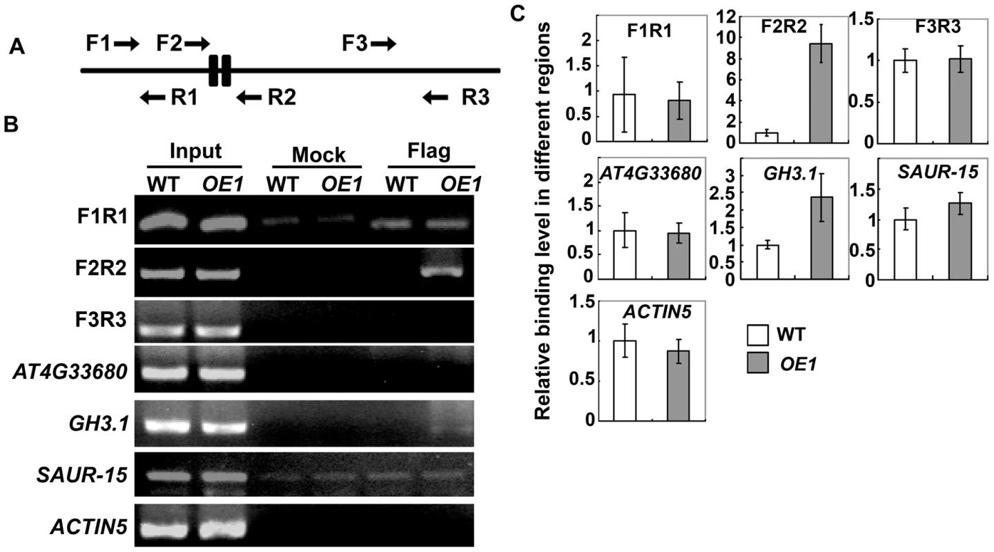 Chromatin immunoprecipitation (ChIP) assay on the promoter of <i>HB33</i>.