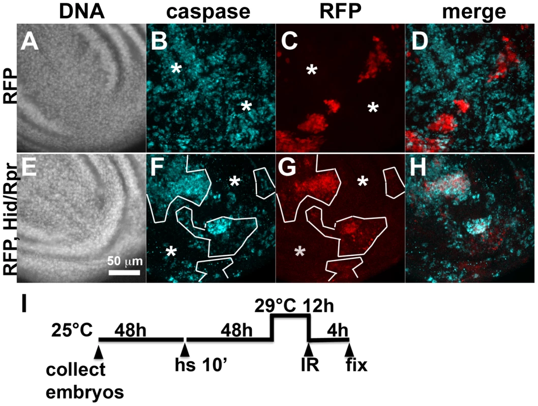 Cell death and protection in discs with clonal Hid/Rpr expression.