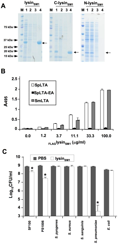 Lysin binding to phosphocholine (PC) residue and its biological activity.