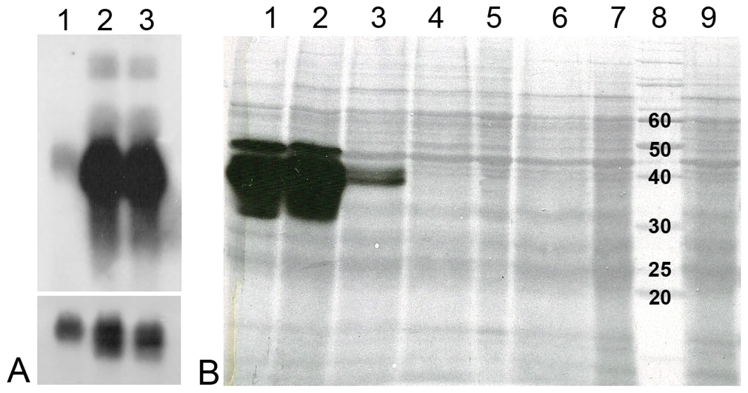 Tsetse EP mRNA and protein levels following injection of tsetse with ds<i>tsetseEP</i>.