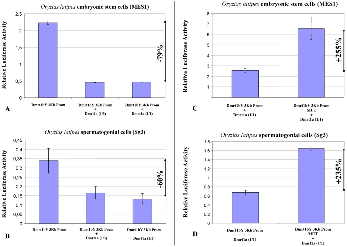 Transient-transfection analysis of <i>dmrt1bY</i> promoter activity when co-transfected with different ratios of a Dmrt1a expressing plasmid.