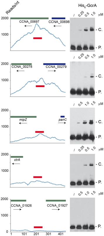 Electrophoresis mobility shift assay (EMSA) of 5 ChIP–Seq regions with His<sub>6</sub>-GcrA.