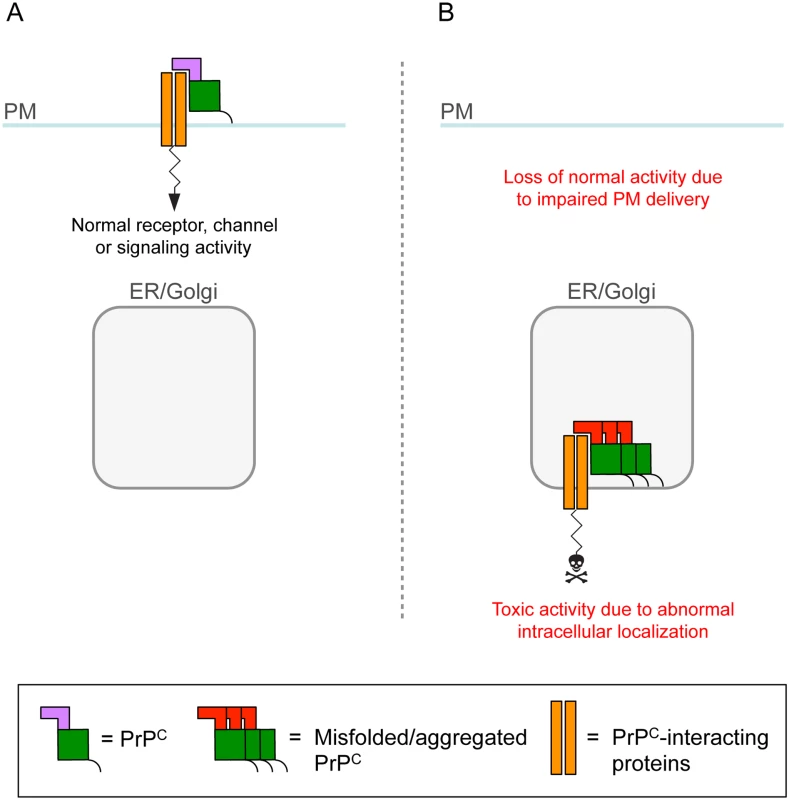 A role for intracellular PrP<sup>C</sup> retention in neuronal dysfunction.