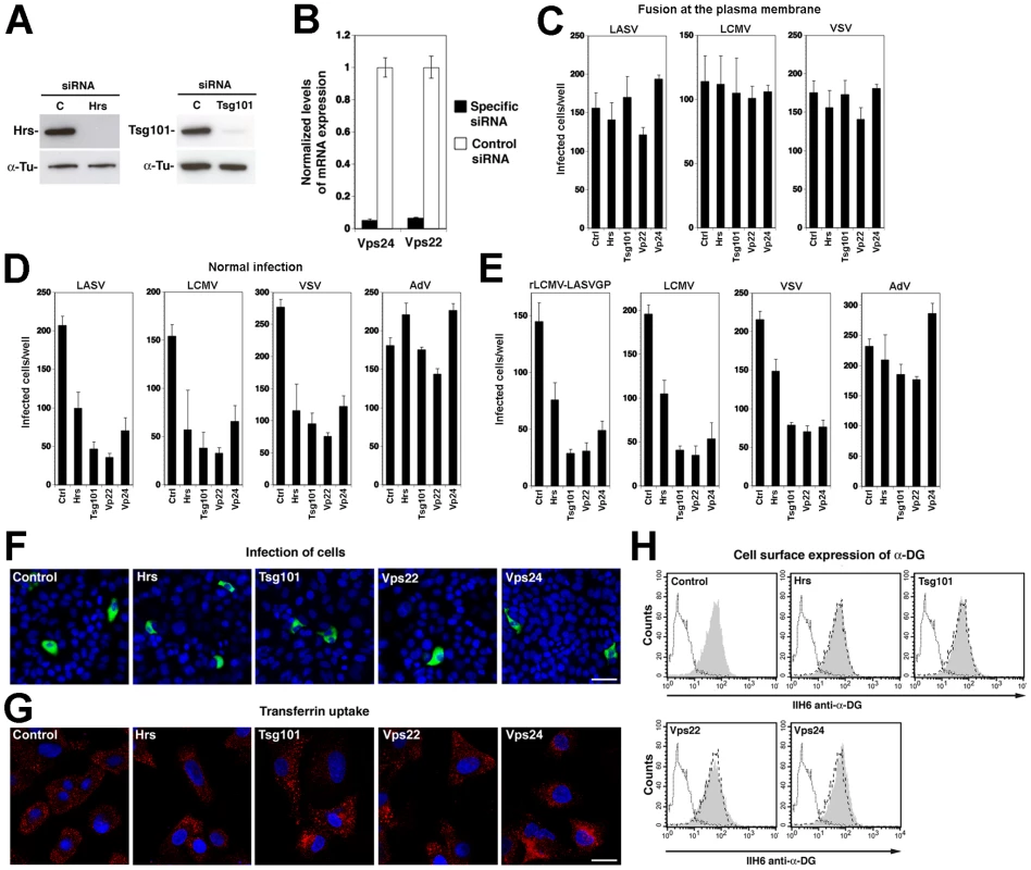 A role for Hrs, Tsg101, Vps22, and Vps24 in cell entry of LASV and LCMV.
