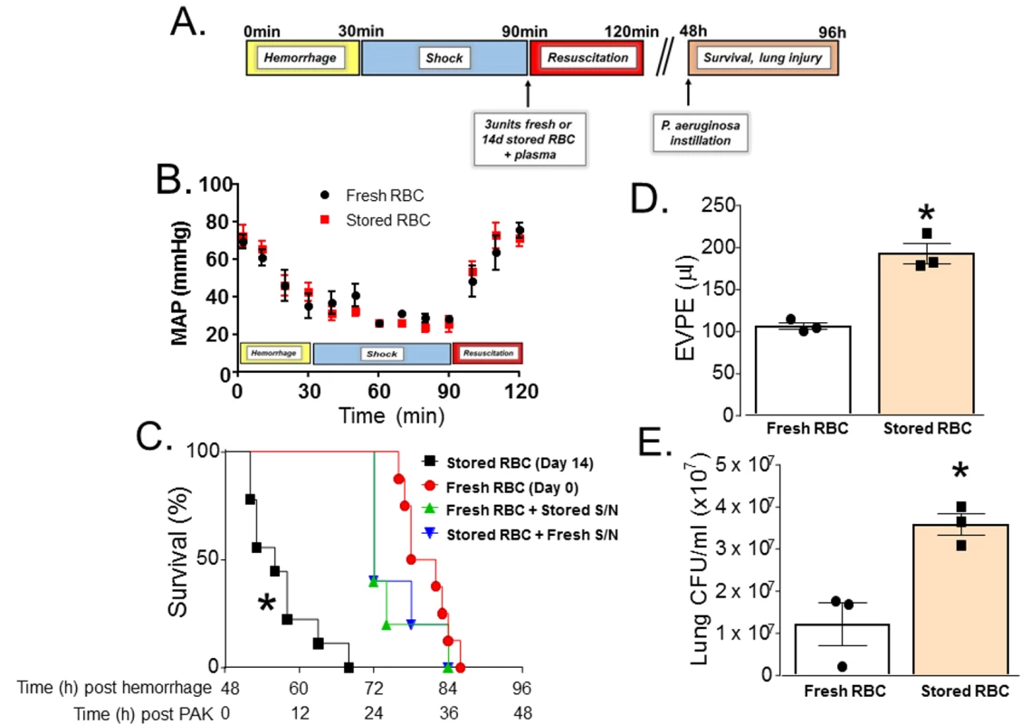 Trauma hemorrhage (TH) and resuscitation with stored blood increases mortality, pulmonary edema, and bacterial colony-forming units (CFUs) induced by subsequent <i>P</i>. <i>aeruginosa</i> pneumonia.