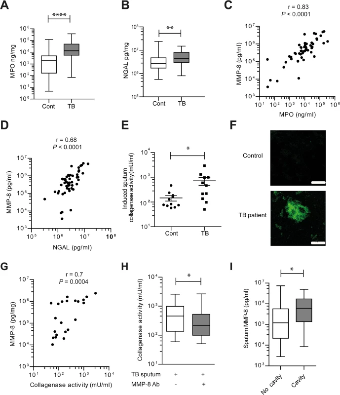 Induced sputum samples of pulmonary TB patients have increased collagenase activity due to neutrophil-derived MMP-8.