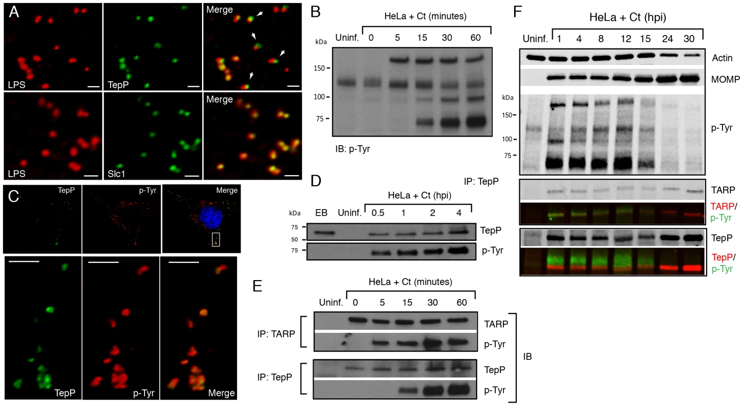 TepP/Ct875 is secreted at <i>Chlamydia</i> entry sites and is phosphorylated upon translocation.