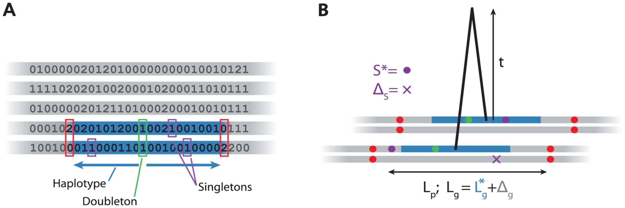 Algorithm and model for haplotypes.